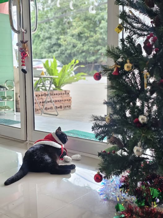 วัคซีนสัตว์เลี้ยง: ฉีดอะไร เมื่อไหร่ ทำไมสำคัญ — รักษาแมว พิษณุโลก