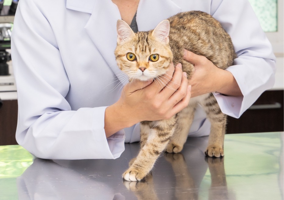 แมวน่ารักที่โรงพยาบาลสัตว์ลิตเติ้ลเหมียว