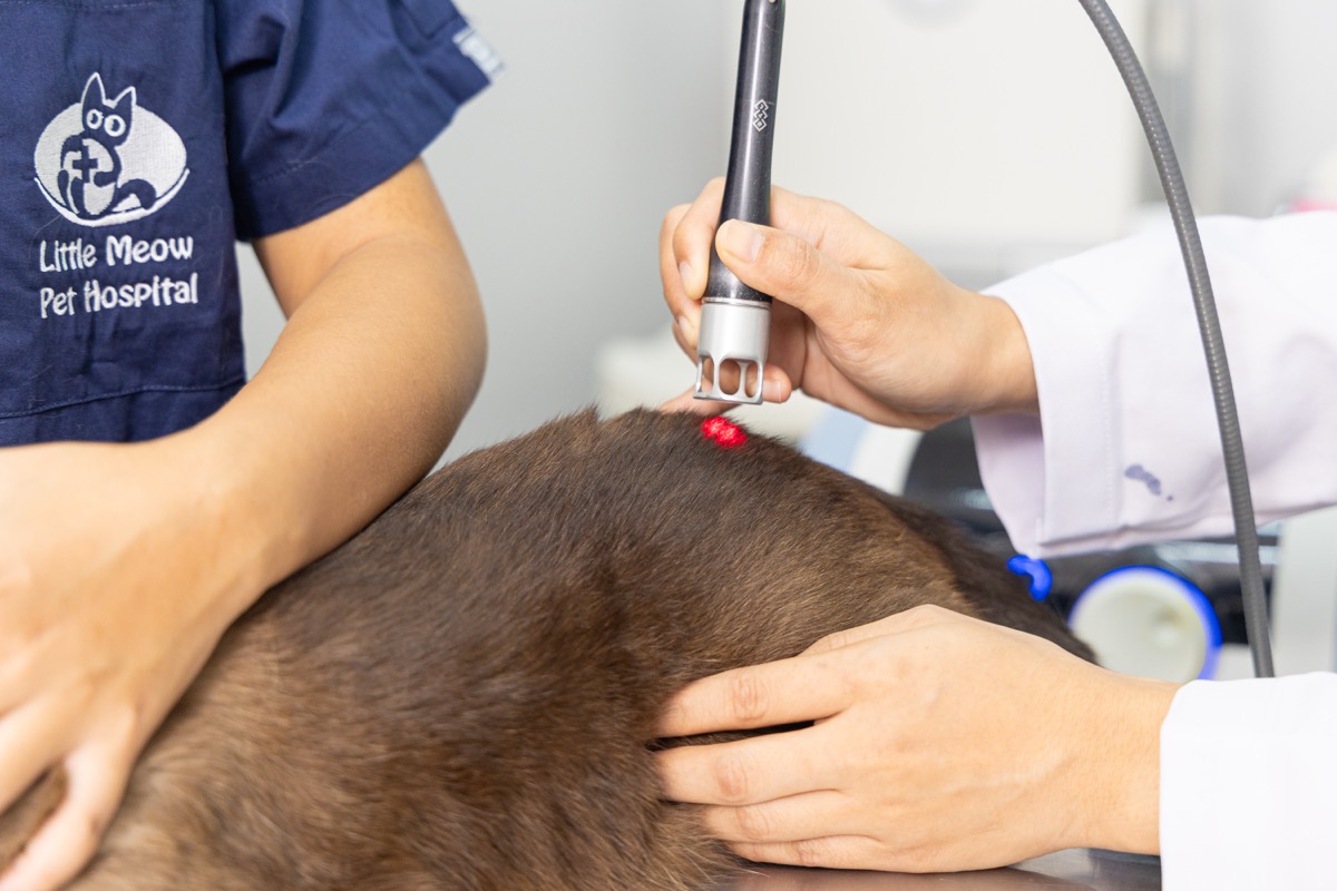 บริการกายภาพบำบัดสัตว์เลี้ยง