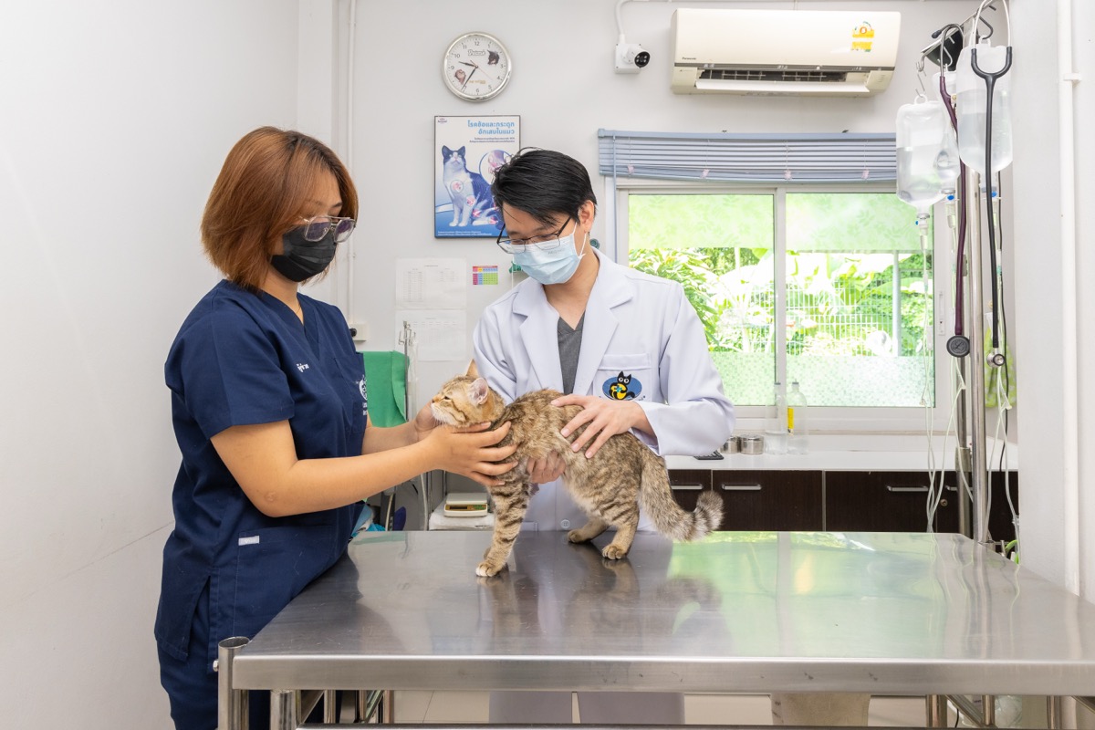 ทีมสัตวแพทย์ให้คำปรึกษาเรื่องแมว