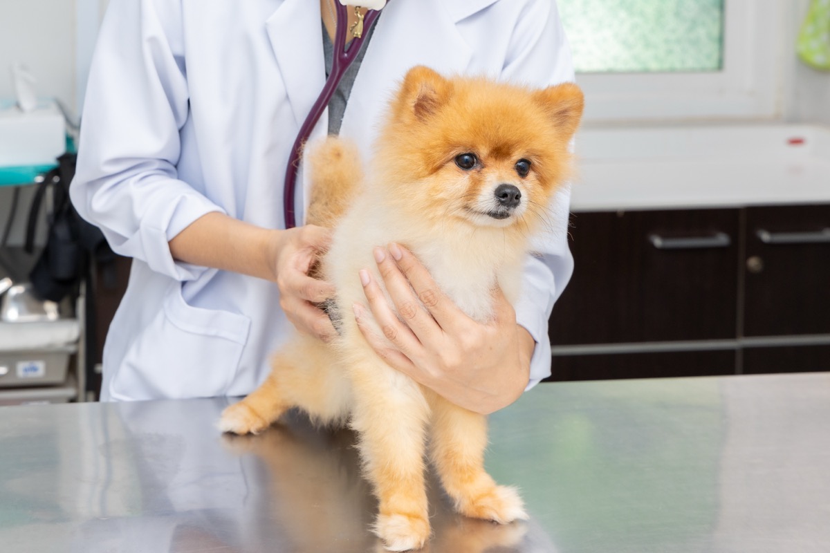 ตรวจสุขภาพสุนัขปอมด้วยหูฟัง